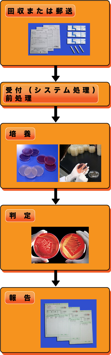 臨床検査、食品・環境検査、株式会社武蔵臨床検査所/臨床検査部門/保菌検査/保菌検査の流れ説明図